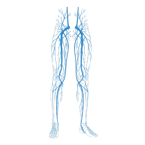 Illustration of the peripheral vascular system